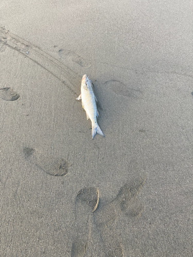 ボラの釣果