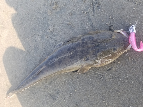 マゴチの釣果