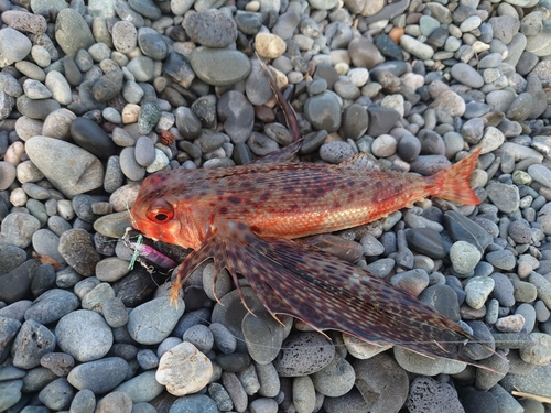 ホウボウの釣果