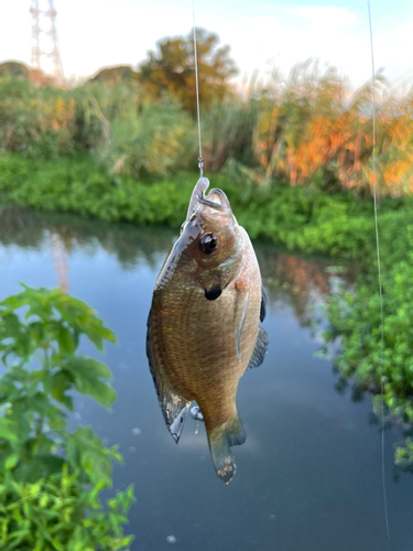 ブルーギルの釣果