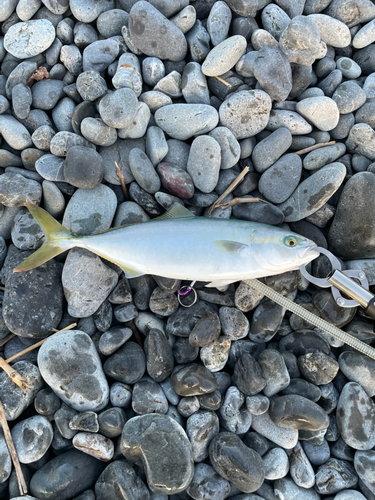 ワカナゴの釣果