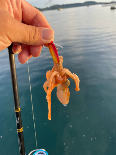 タコの釣果