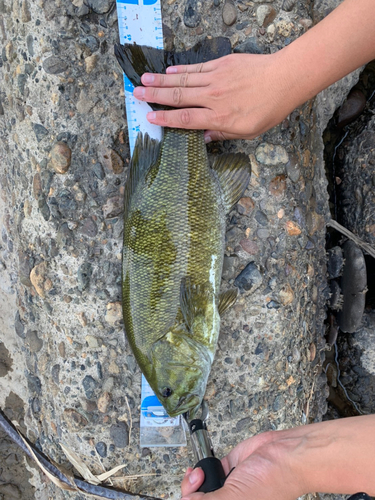 スモールマウスバスの釣果