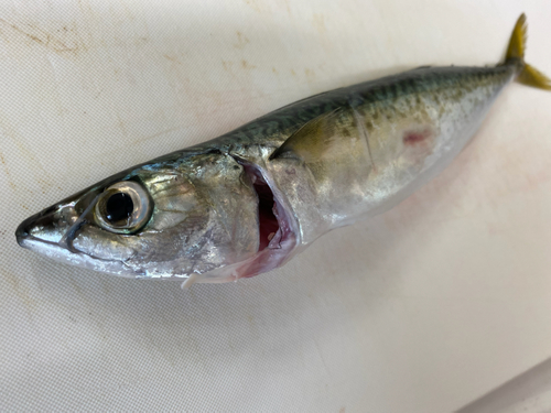 サバの釣果