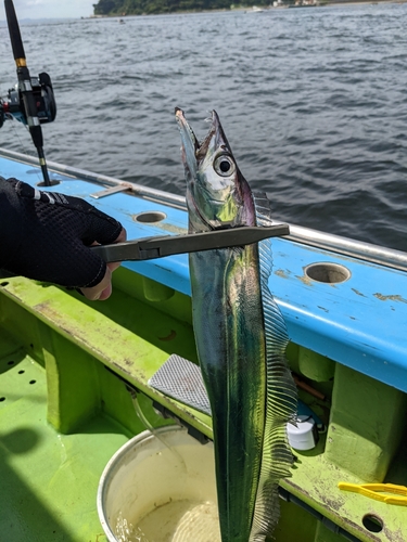 タチウオの釣果