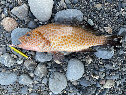 オオモンハタの釣果