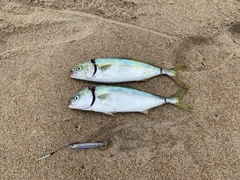 ワカシの釣果