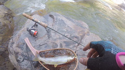 ブラウントラウトの釣果