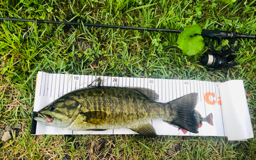 スモールマウスバスの釣果