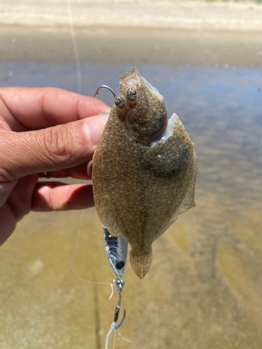 カレイの釣果