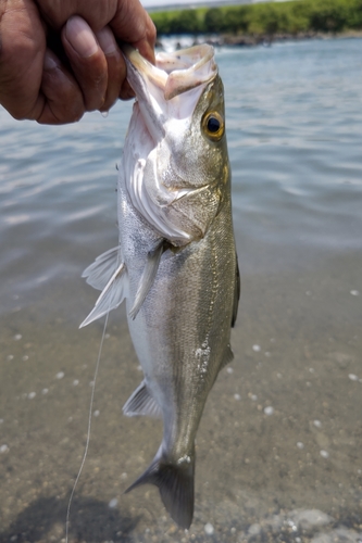 セイゴ（ヒラスズキ）の釣果