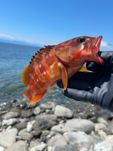 アカハタの釣果