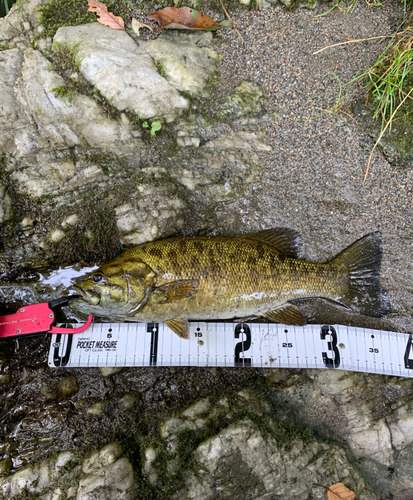 スモールマウスバスの釣果