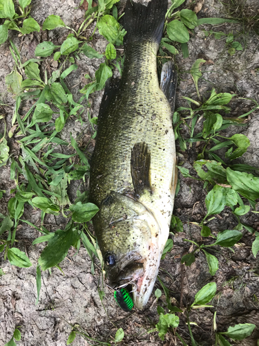 ブラックバスの釣果