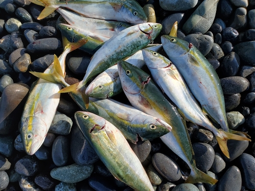 ワカシの釣果