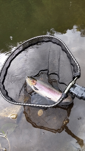 ニジマスの釣果