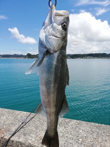 スズキの釣果