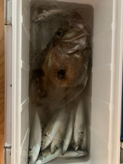 マトウダイの釣果