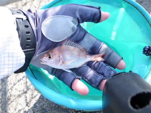 タイの釣果