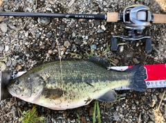 ブラックバスの釣果