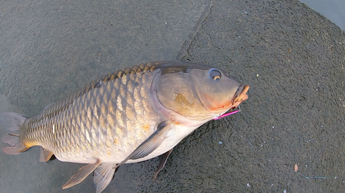 コイの釣果