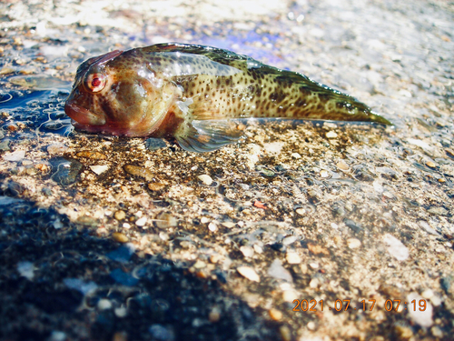 イソギンポの釣果