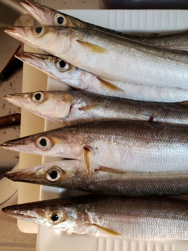 カマスの釣果