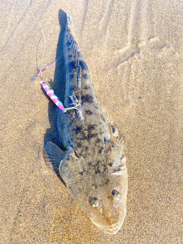 マゴチの釣果