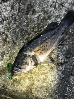 釣果