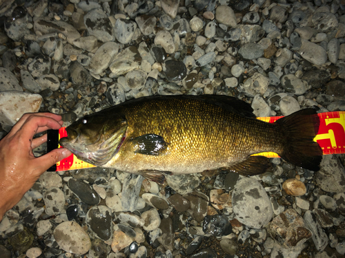 スモールマウスバスの釣果