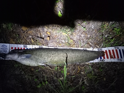 ナマズの釣果