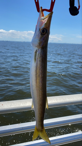 カマスの釣果