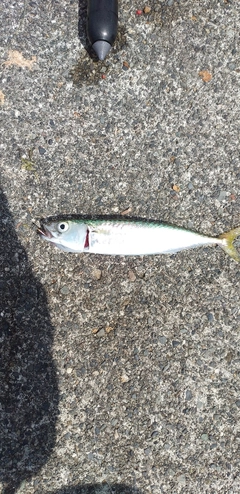 サバの釣果