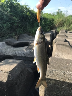 ウグイの釣果