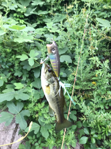 ブラックバスの釣果