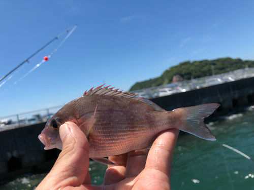 チャリコの釣果