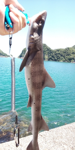 ドチザメの釣果