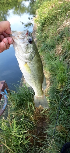 ブラックバスの釣果