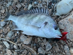 キビレの釣果