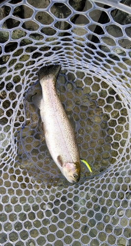 トラウトの釣果