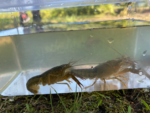 カニの釣果