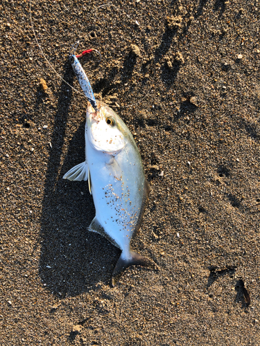 ショゴの釣果