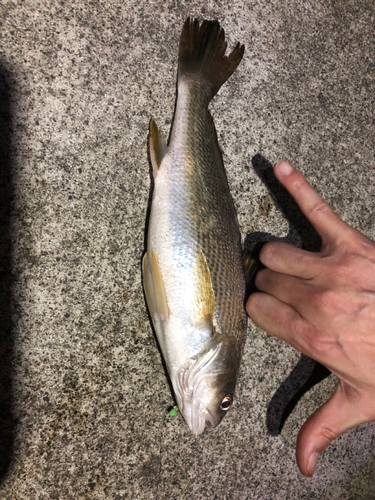 イシモチの釣果