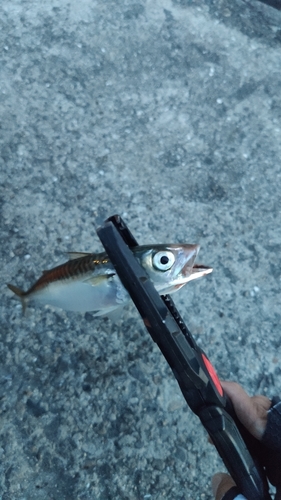 サバの釣果