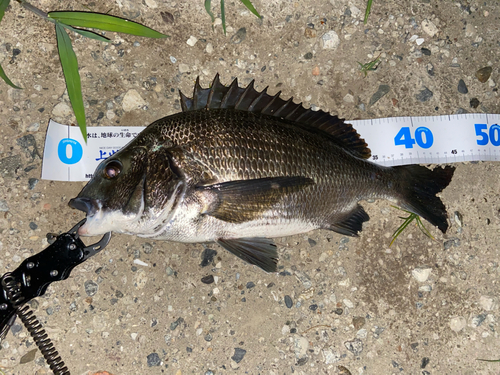 クロダイの釣果