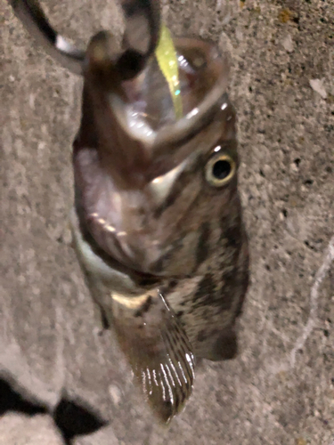 クロソイの釣果