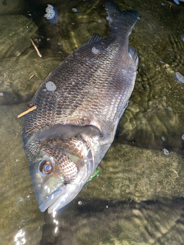 チヌの釣果