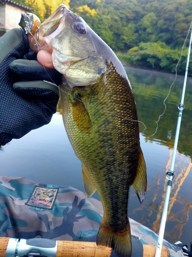 ブラックバスの釣果