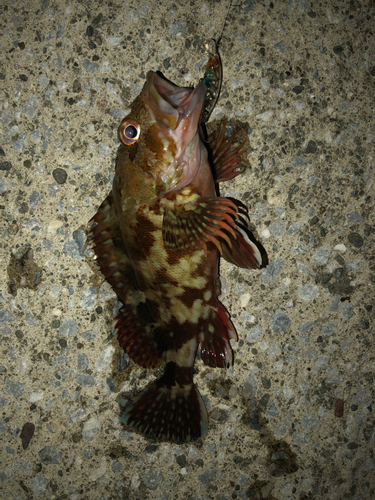 カサゴの釣果