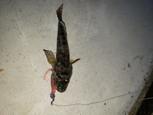 アナハゼの釣果